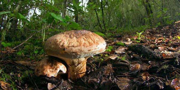 August - Matsutake Mushroom Picking