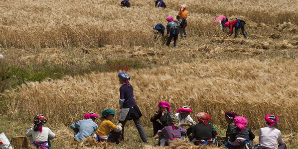 October - Highland Barley Harvest