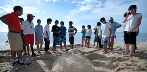 Green Turtle Lays Eggs Outside Of Golden Sands Resort Golden Sands Resort Penang